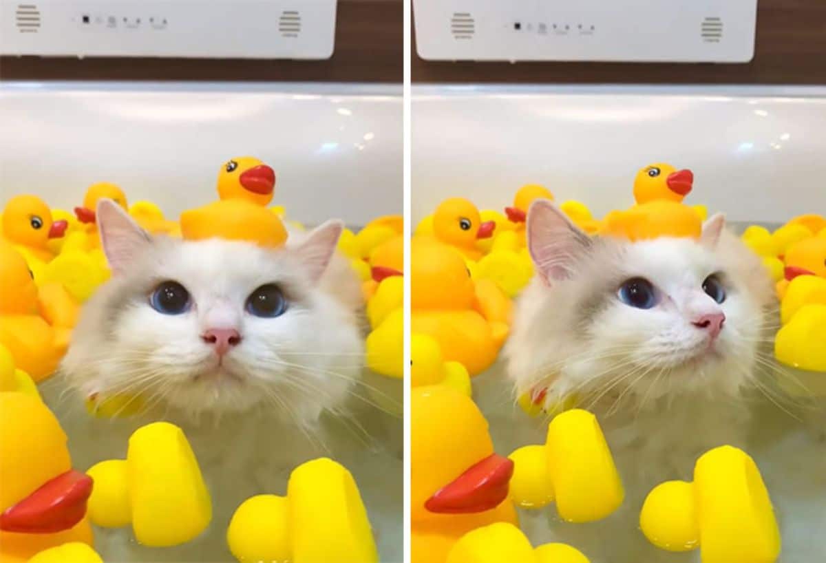 2 photos of a white cat sitting in a bathtub filled with water amid a bunch of yellow rubber ducks with another rubber duck on its head