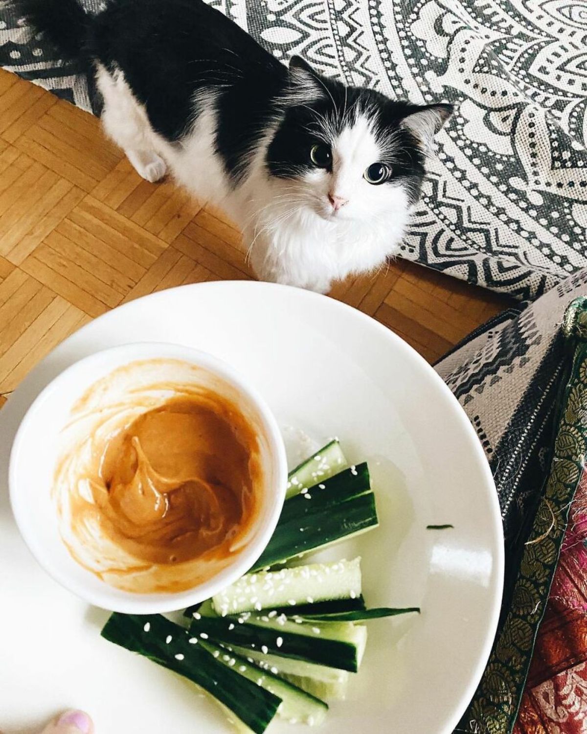 black and white fluffy cat standing under someone holding a white plate of sliced cucumbers next to a bowl of brown sauce
