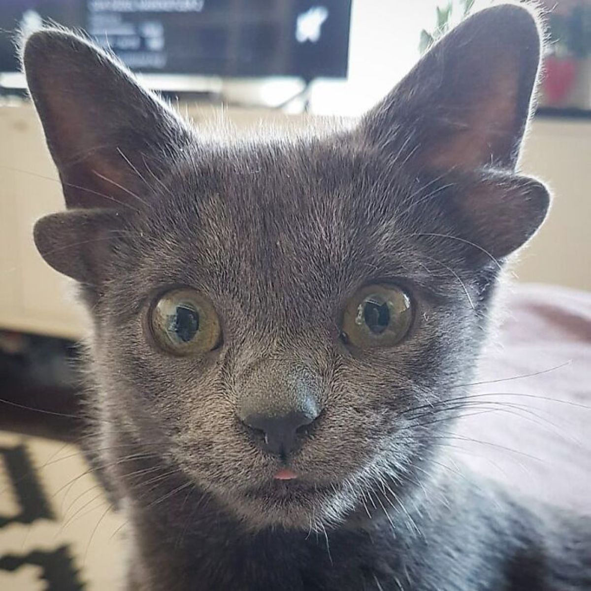 close up of the face of a grey kitten with four ears with the tongue slightly sticking out