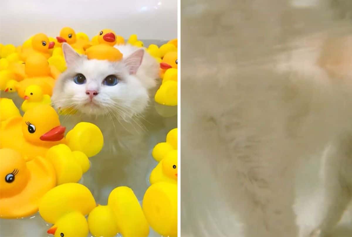 2 photos of a white cat sitting in a bathtub filled with water amid a bunch of yellow rubber ducks with another rubber duck on its head and one from under the water