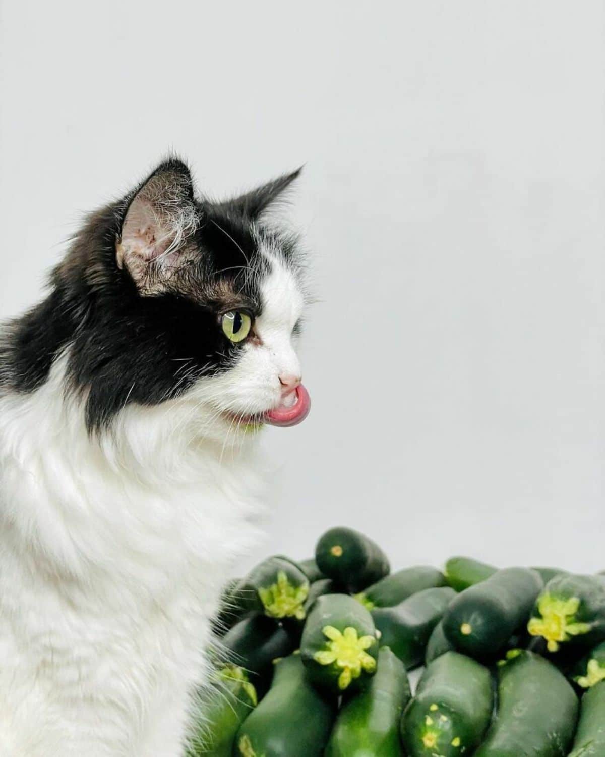 black and white fluffy cat sticking its tongue out next to a pile of courgettes
