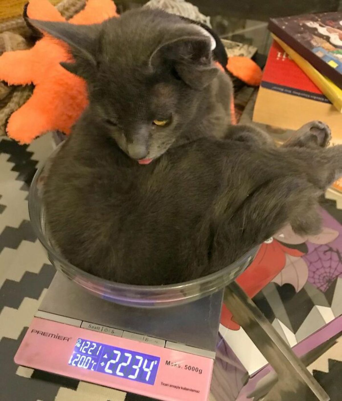 grey kitten with four ears getting weighed and the tongue sticking out slightly and the scale showing 2234 grams