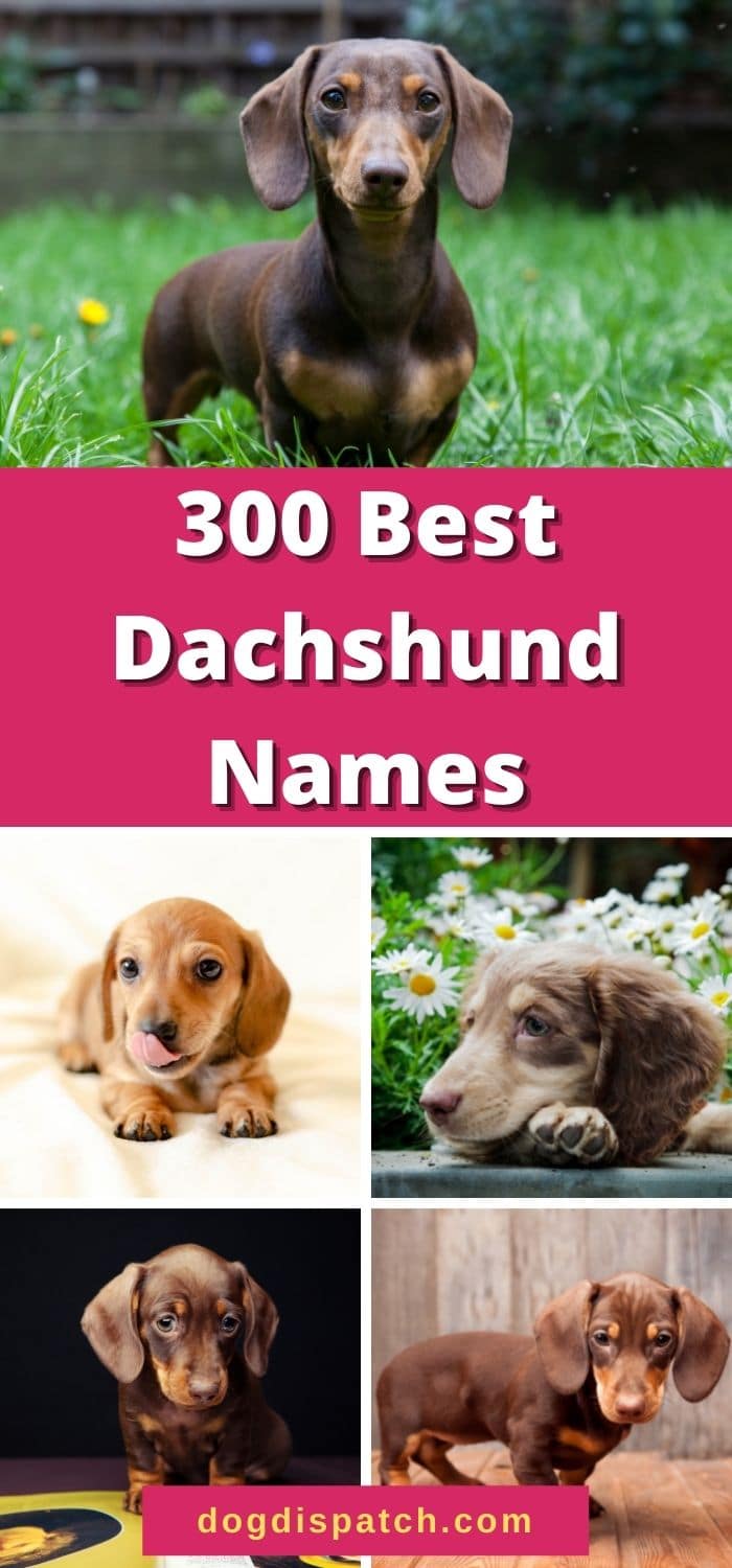 Dachshund Names: 300 Best Names (Updated 2022) - Dog Dispatch