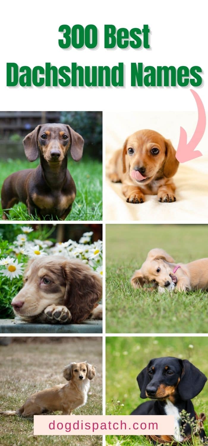 Dachshund Names: 300 Best Names (Updated 2022) - Dog Dispatch