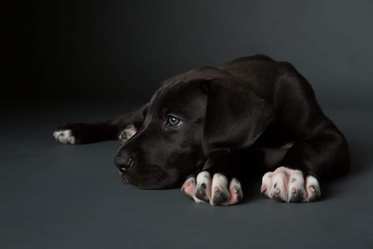 Great Dane puppy lying gray background