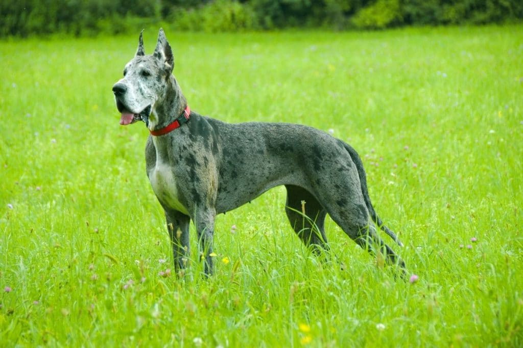 700 Best Great Dane Names 2022 Updated Dog Dispatch   Best Great Danes Names Female 1024x683 