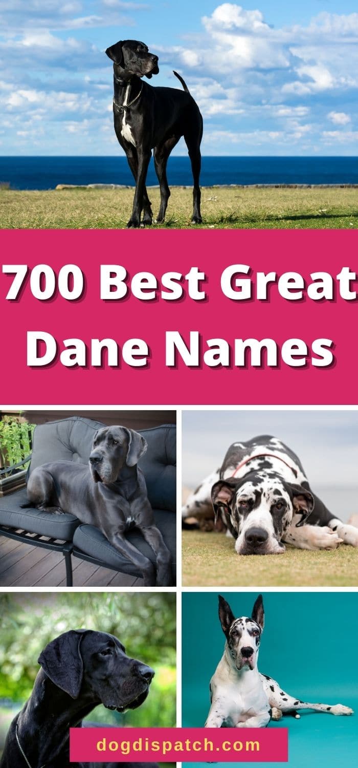 700 Best Great Dane Names 2022 Updated Dog Dispatch   Best Great Danes Names P1 