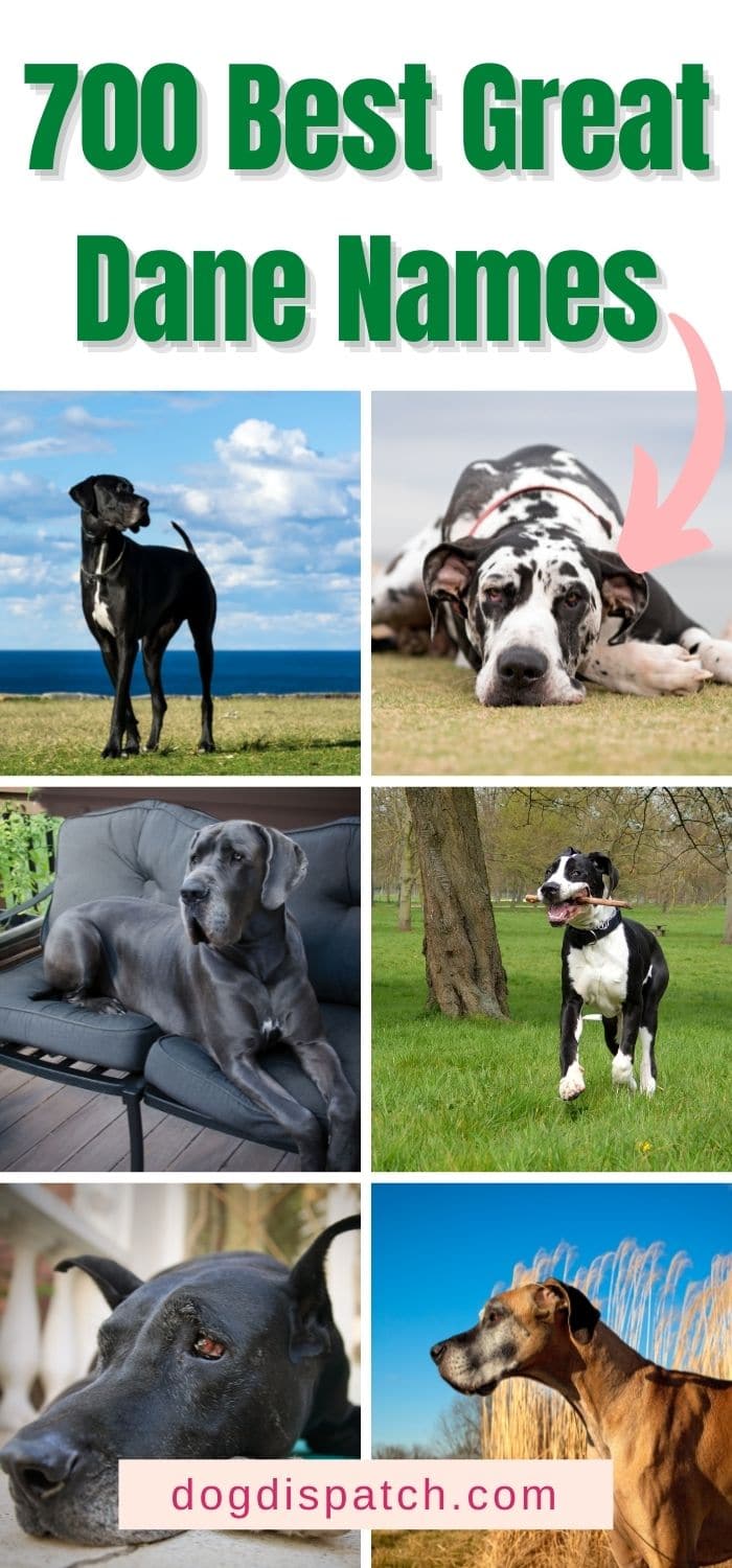 700 Best Great Dane Names 2022 Updated Dog Dispatch   Best Great Danes Names P4 