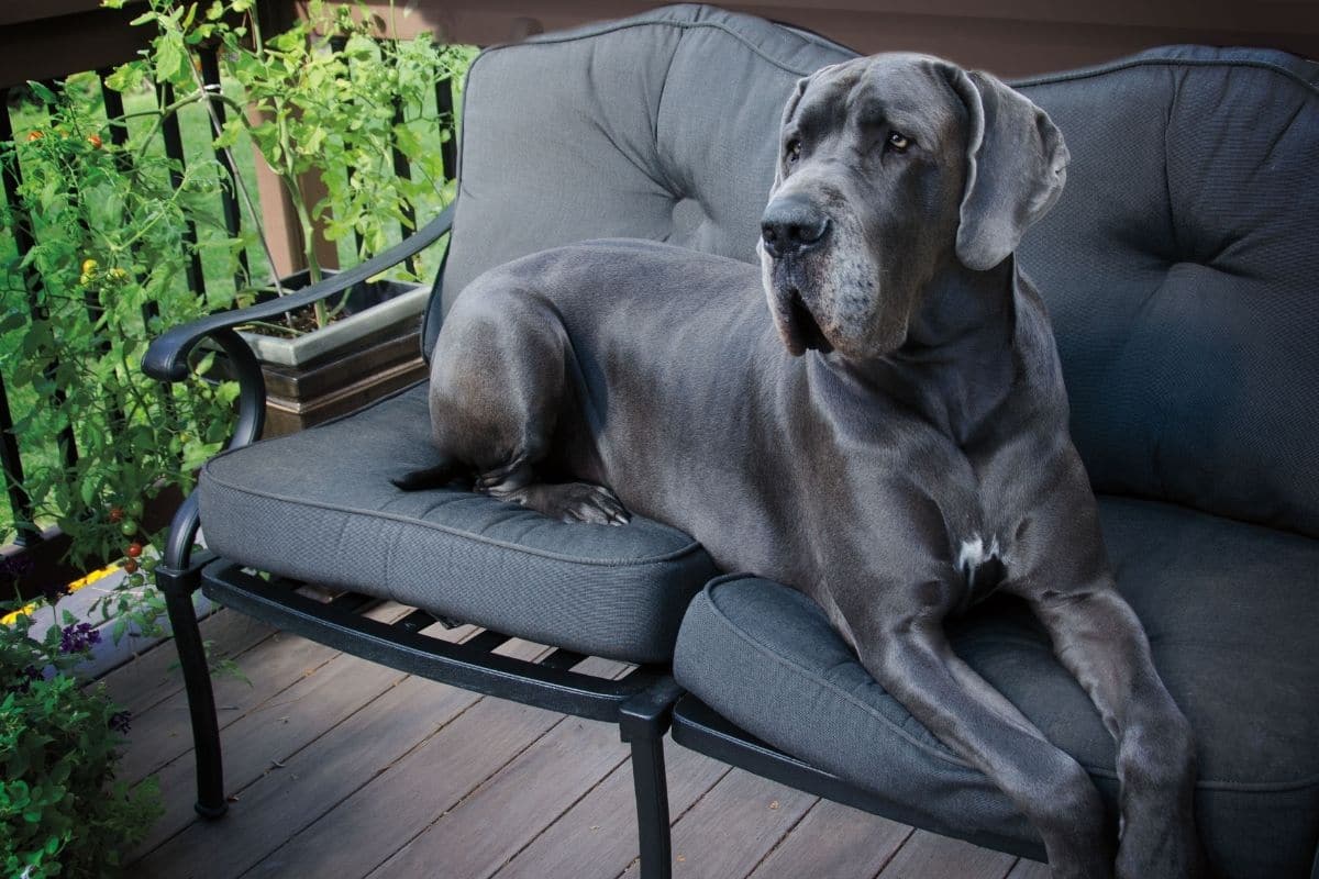 Great Dane sitting on couch