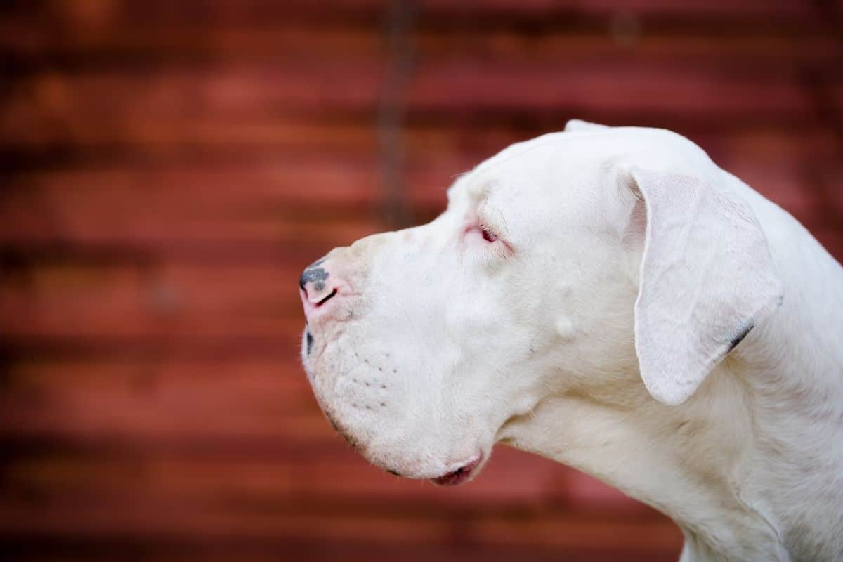 White Great Dane red background