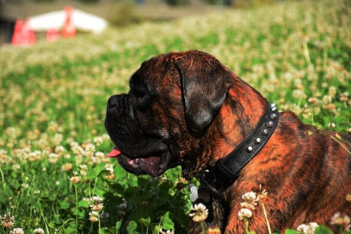 10-best-boxer-dog-names