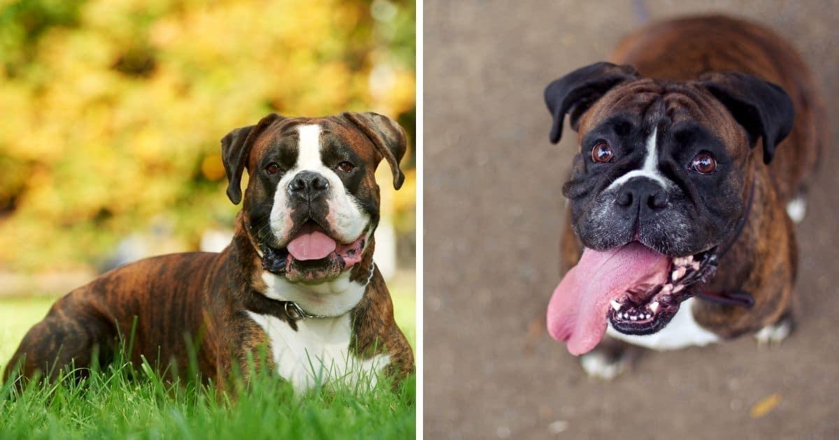 750 Best Boxer Names (2022 Updated) - Dog Dispatch