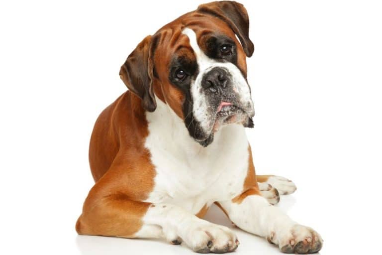 750-best-boxer-names-2022-updated-dog-dispatch