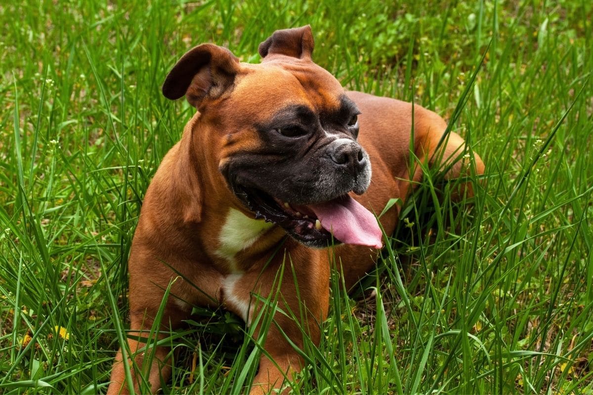 Male Boxer lying in the grass