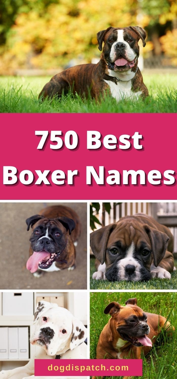 750 Best Boxer Names (2022 Updated) - Dog Dispatch