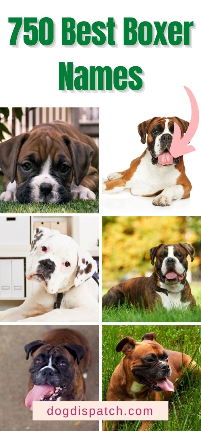 750 Best Boxer Names (2022 Updated) - Dog Dispatch