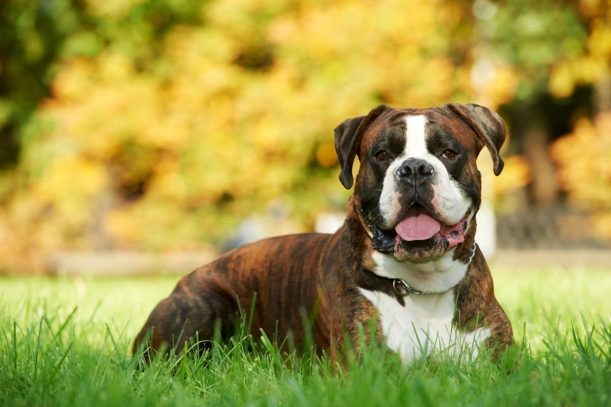 Boxer sitting in grass