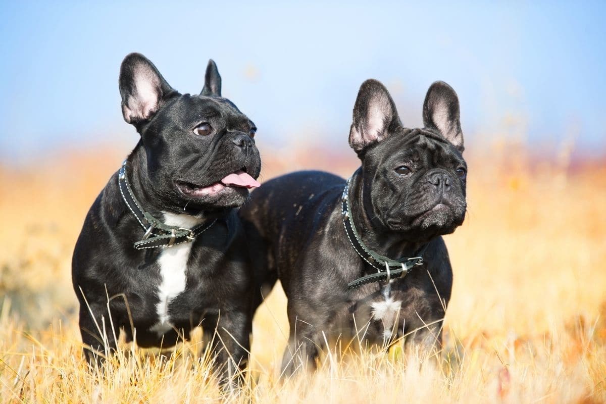 Two French Bulldogs in grass