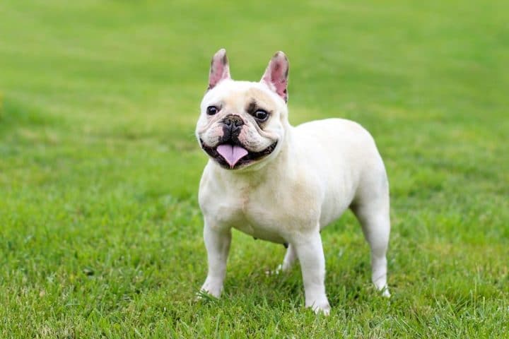 1100 Best French Bulldog Names (Categorized) - Dog Dispatch