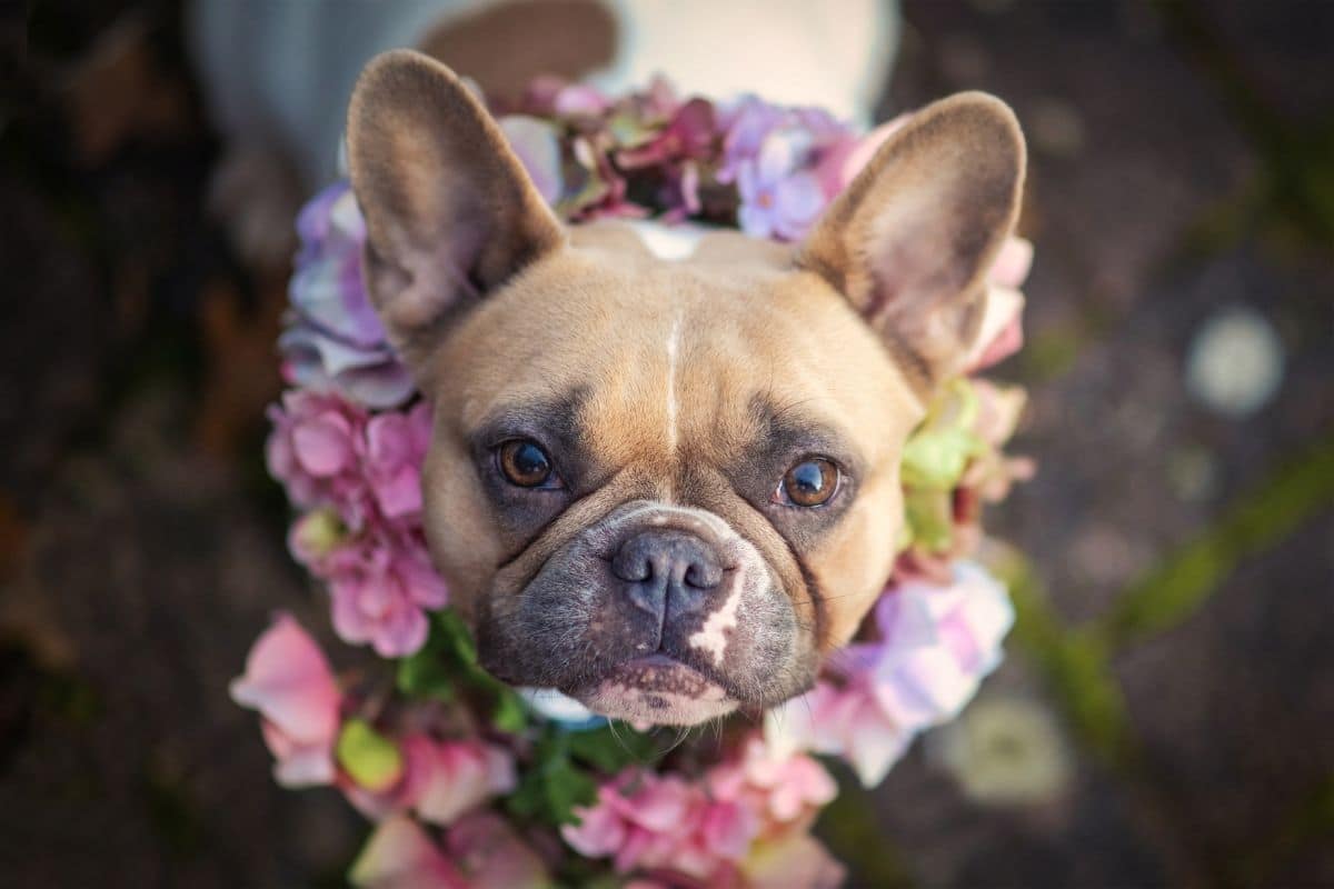 Female French Bulldog with flower necklace