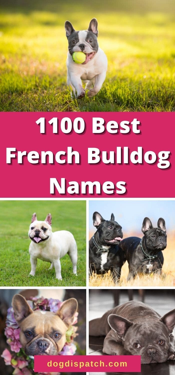 Unique French Bulldog Names Girl With Meaning