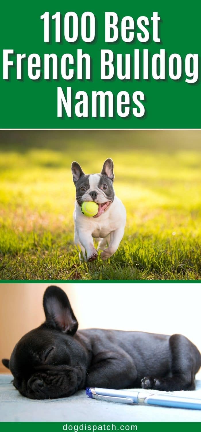 1100 Best French Bulldog Names (Categorized) - Dog Dispatch