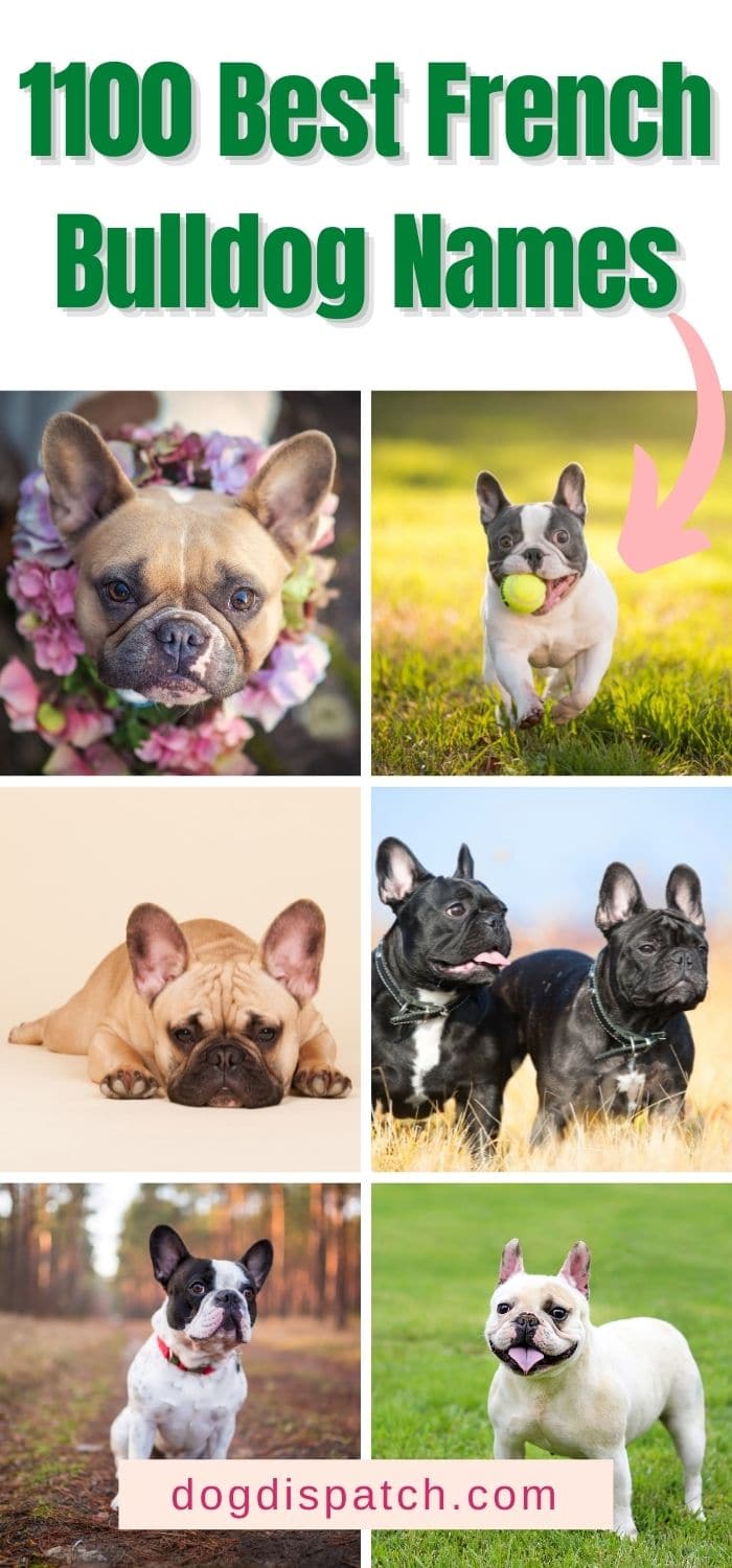 1100 Best French Bulldog Names (Categorized) - Dog Dispatch