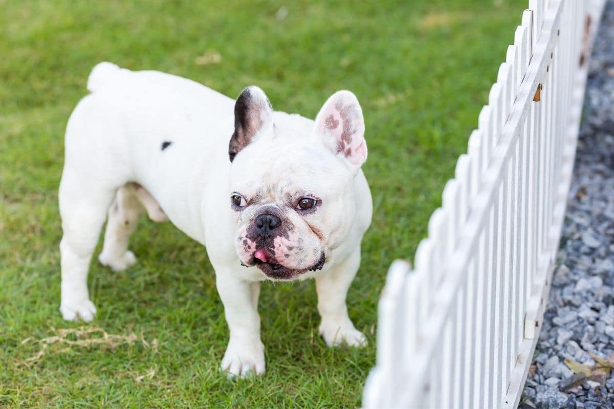 White French Bulldog near fence