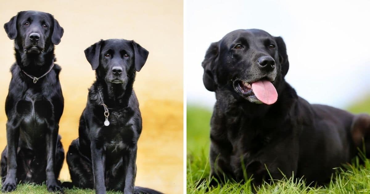 1000 Best Names for Black Labradors (Biggest Online Resource) - Dog ...