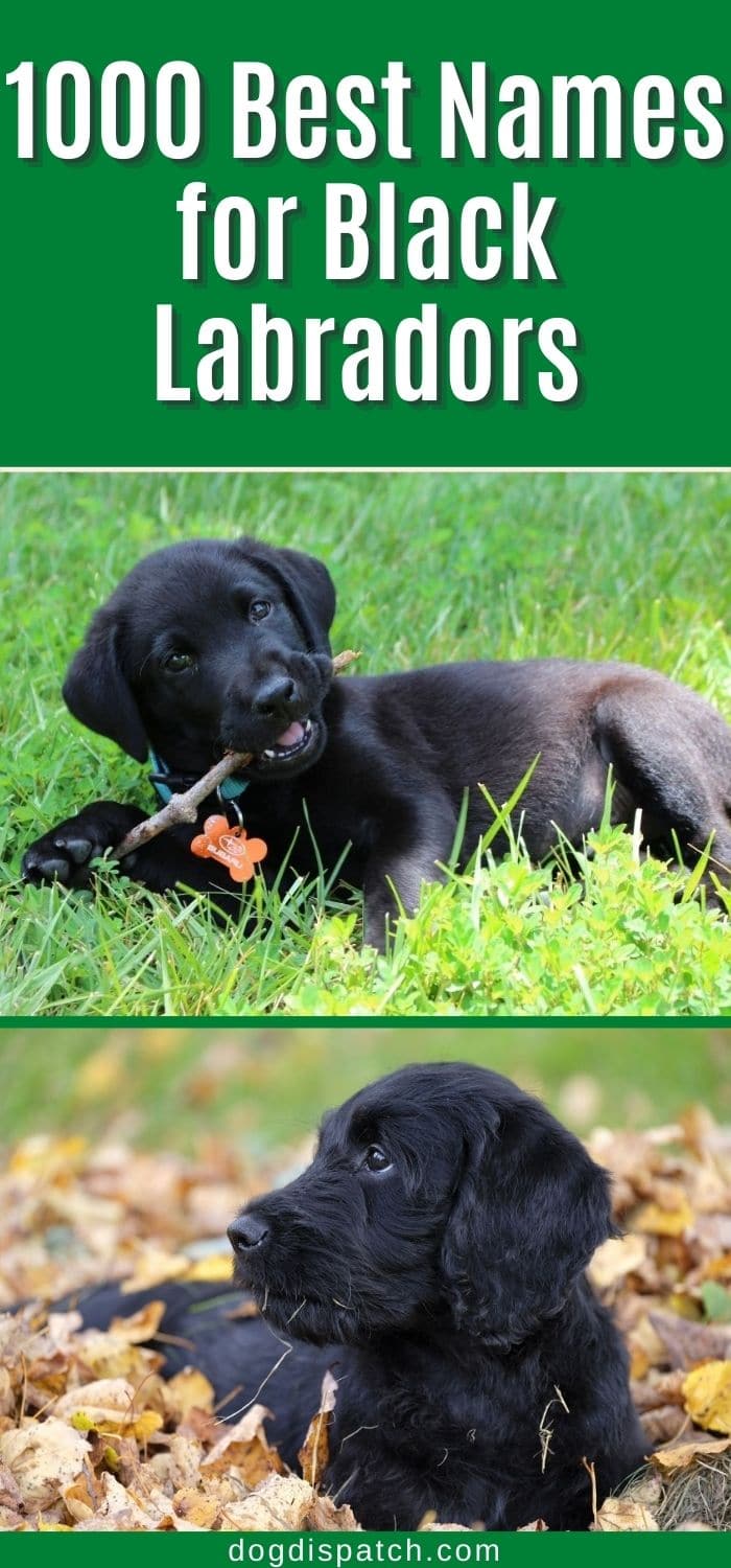 1000 Best Names for Black Labradors (Biggest Online Resource) - Dog ...