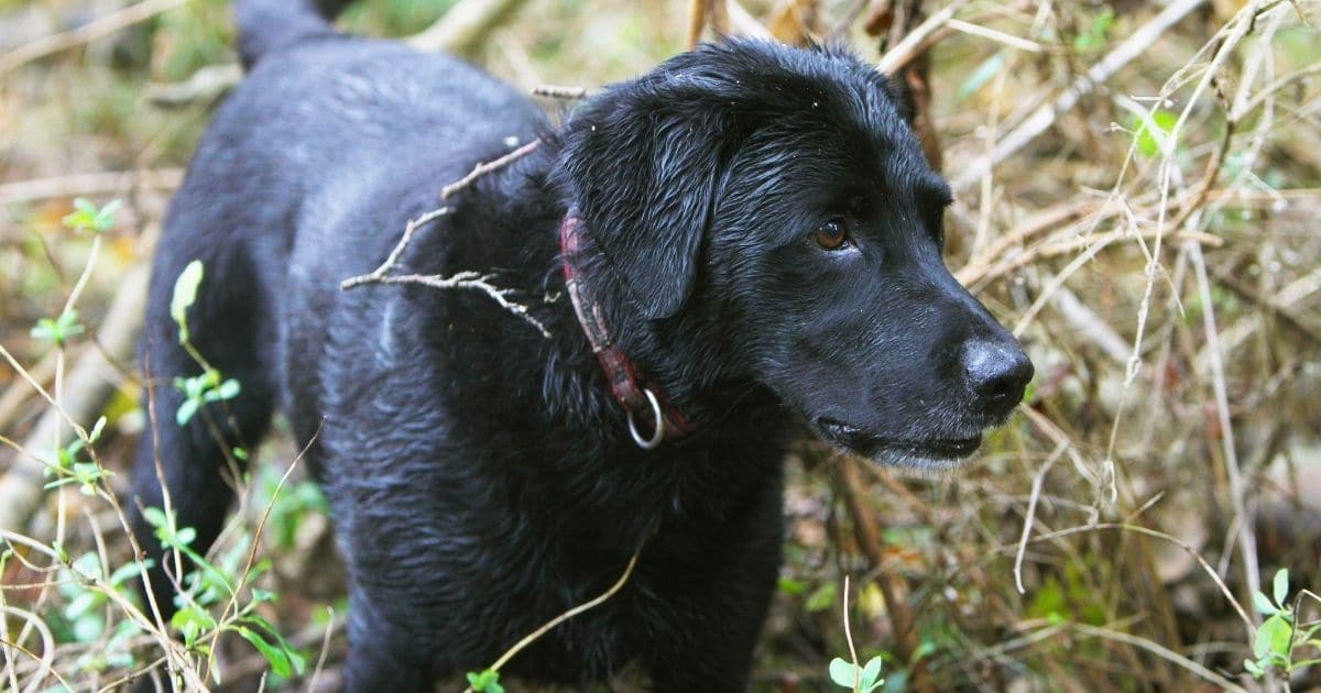 Black labrador puppy in bush