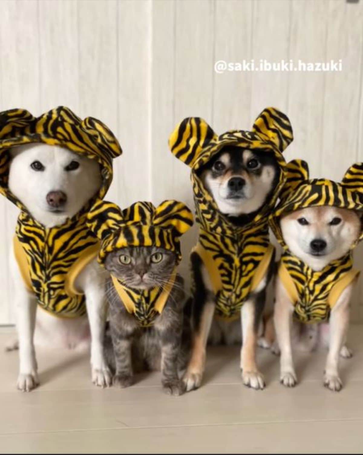 white shiba inu grey tabby black and brown shiba inus standing in a row wearing yellow and black striped outfits