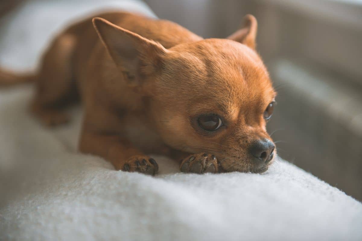 Brown Chihuahua lying on the blanket