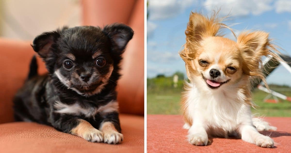 750 Best Chihuahua Names Categorized (Updated 2022) - Dog Dispatch