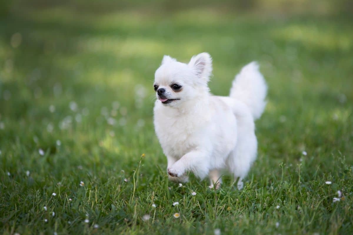 White Chihuahua running in the grass