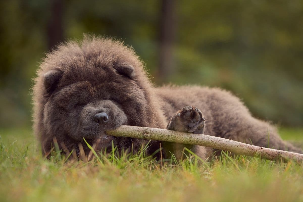Black Chow Chow playing with stick