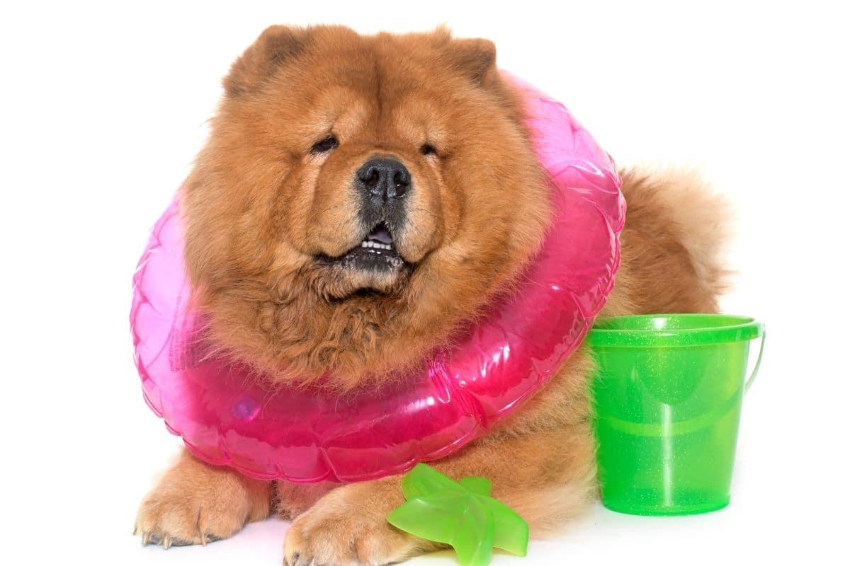 Cool Chow Chow with toys