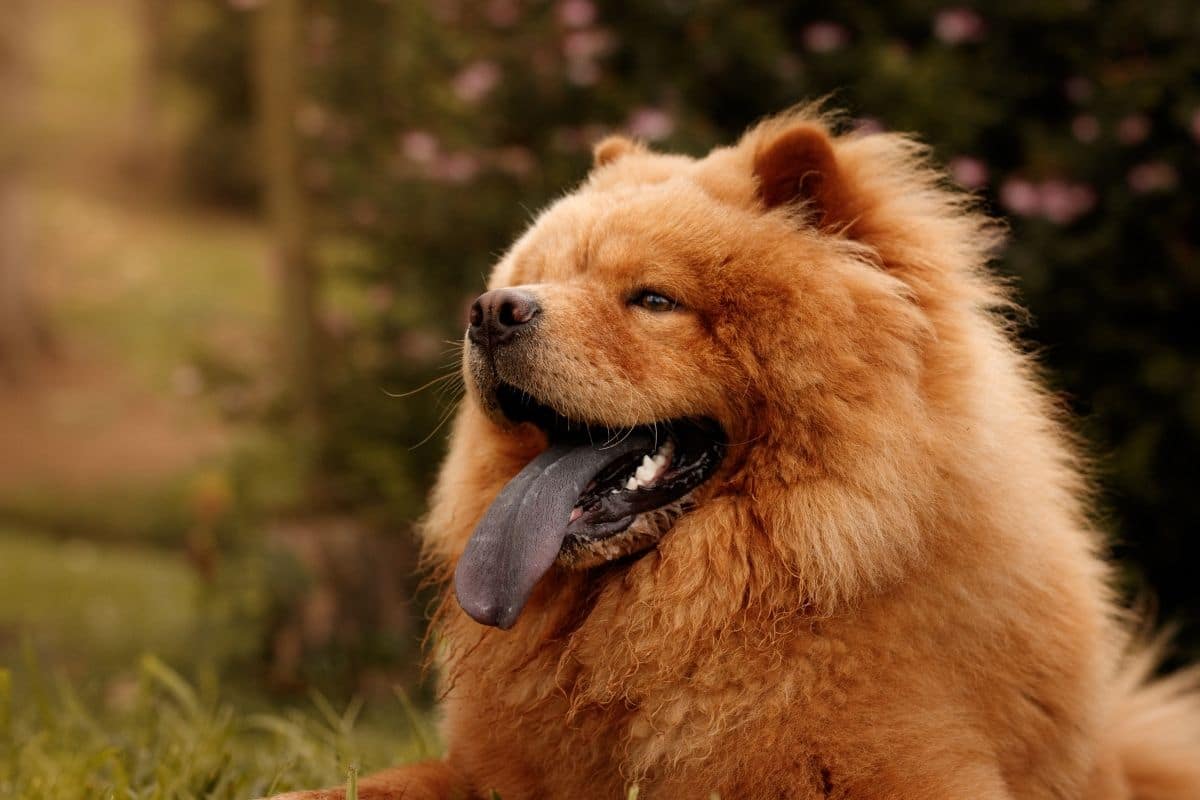 Smiling red Chow Chow