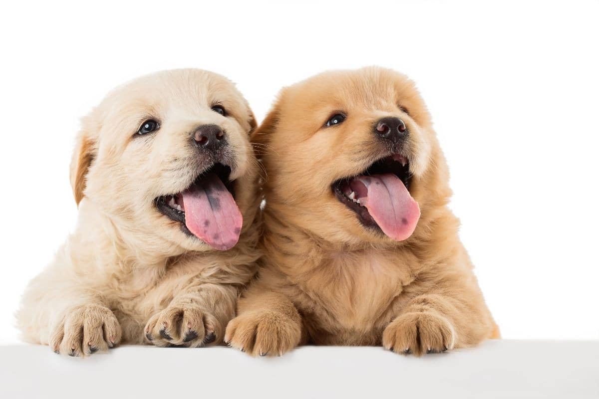 Two cute Chow Chow puppies
