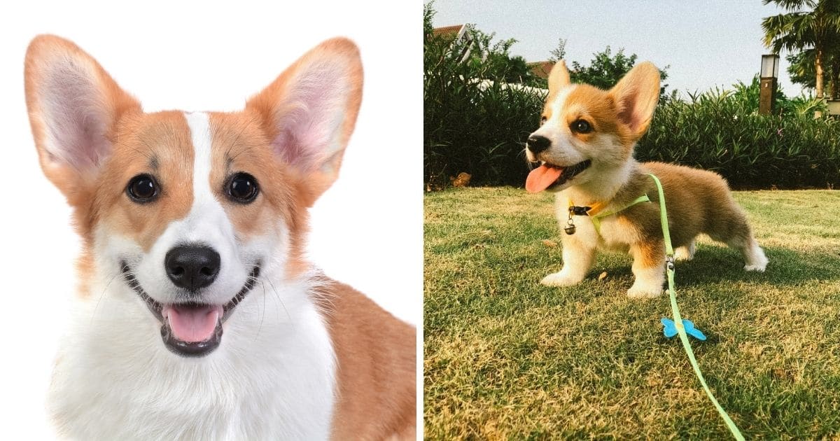 600 Best Corgi Names 2022 Updated Dog Dispatch   Corgi Names Fb 