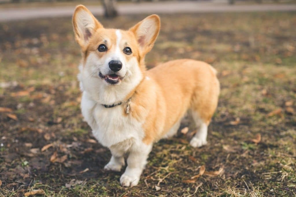 600 Best Corgi Names 2022 Updated Dog Dispatch   Corgi Names Male 1024x683 