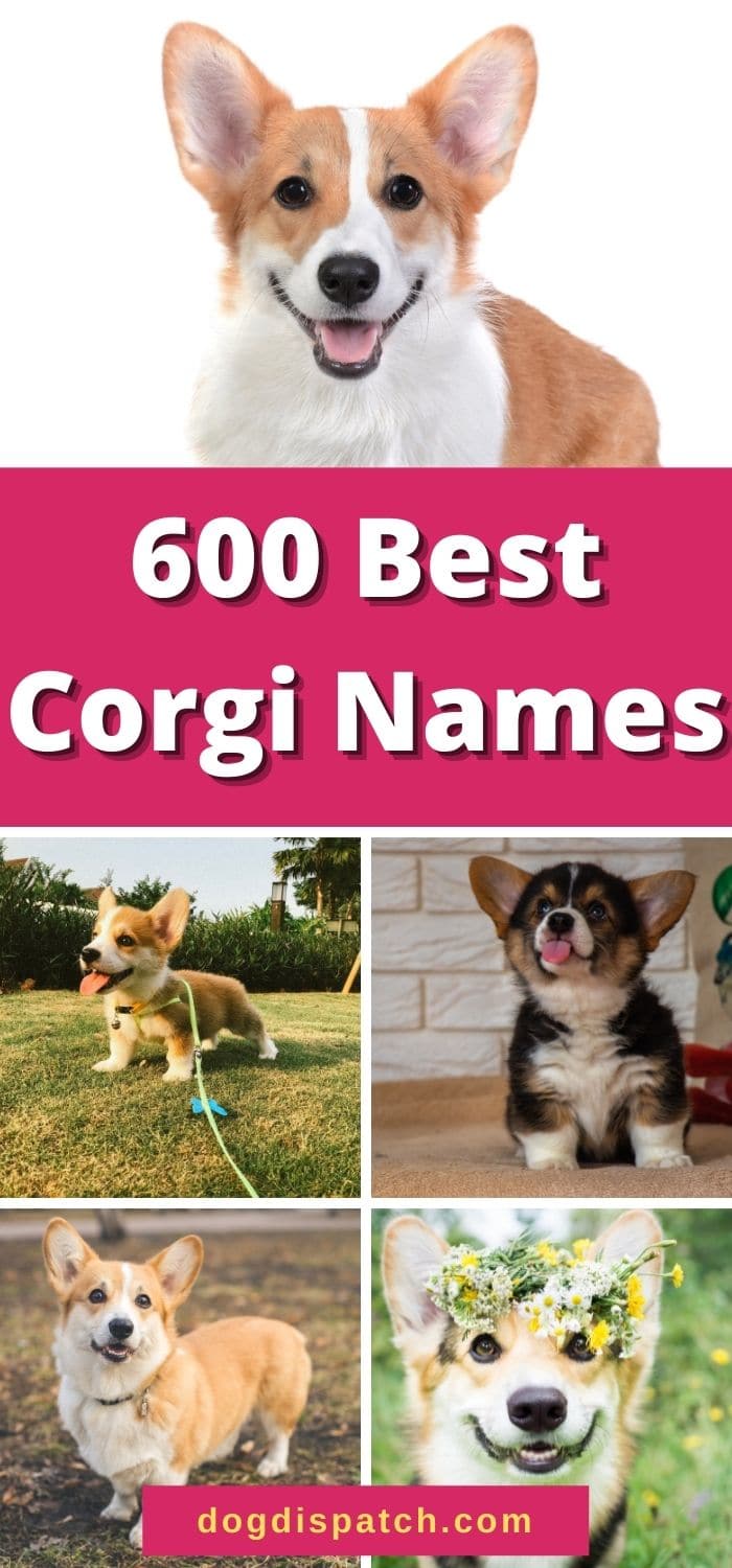 600 Best Corgi Names (2022 Updated) - Dog Dispatch