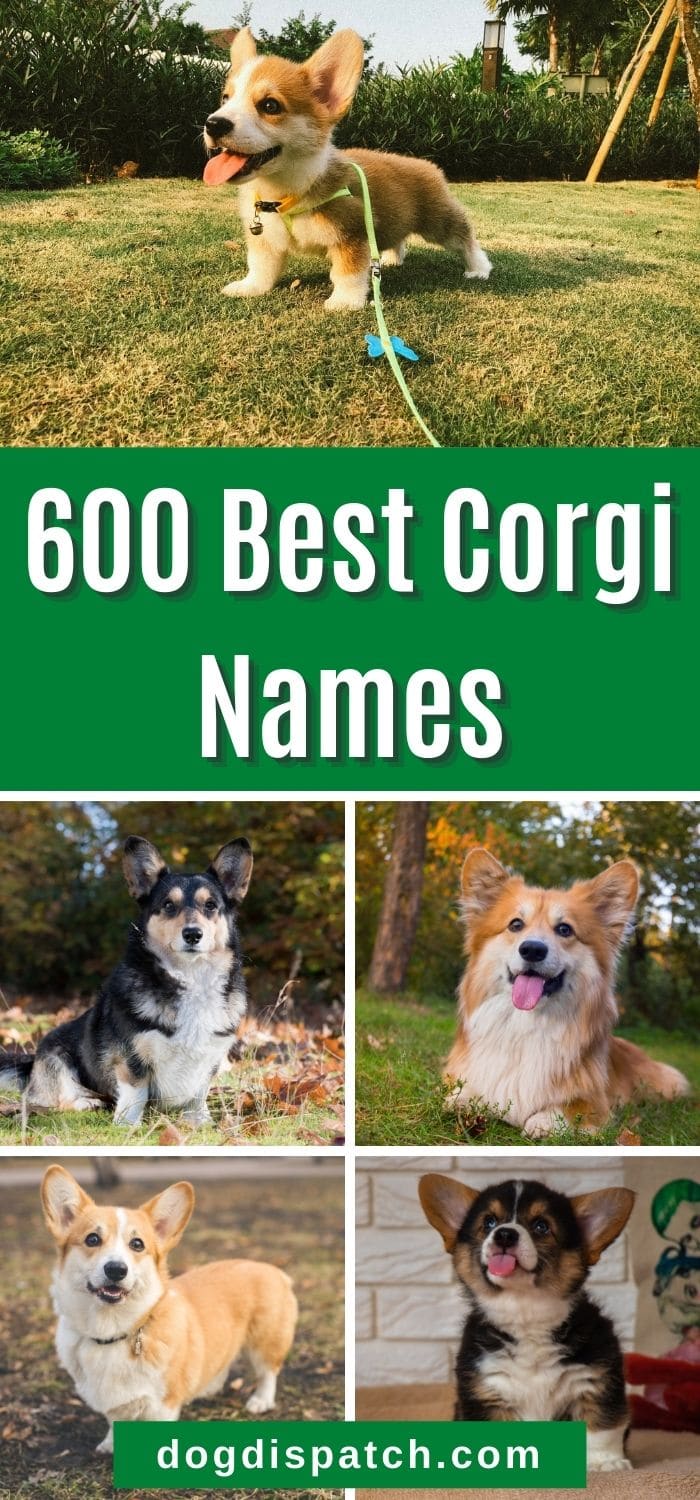 600 Best Corgi Names 2022 Updated Dog Dispatch   Corgi Names P2 