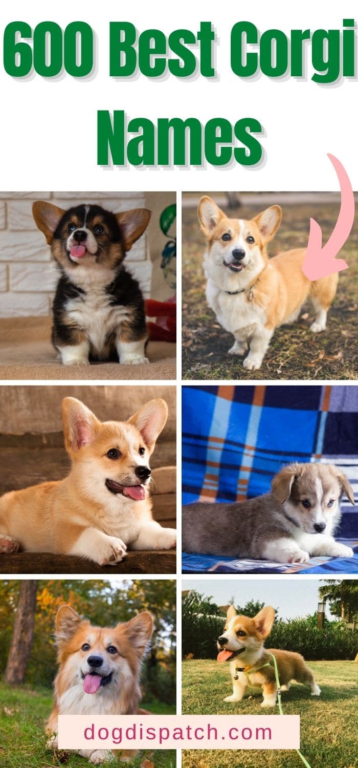 600 Best Corgi Names (2022 Updated) - Dog Dispatch