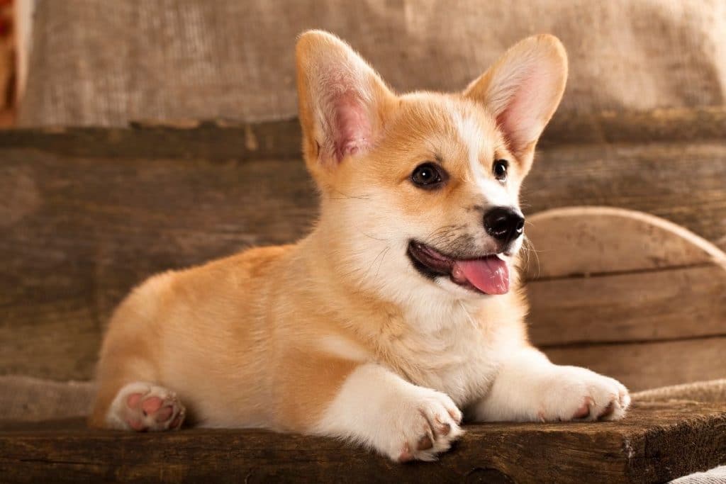 600 Best Corgi Names 2022 Updated Dog Dispatch   Corgi Names Red 1024x683 