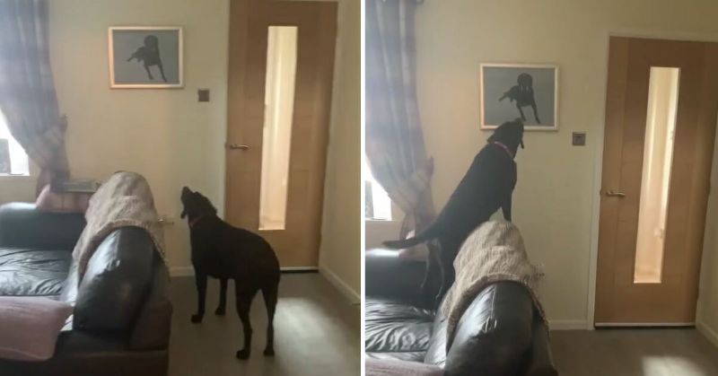 Dog looking at picture of his passed brother