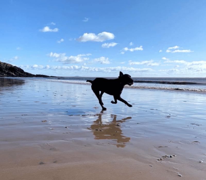 Happy dog running on beach
