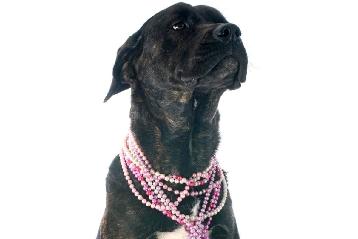 English Mastiff with necklaces