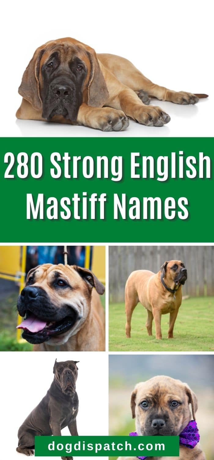 280-best-english-mastiff-names-updated-2022-dog-dispatch