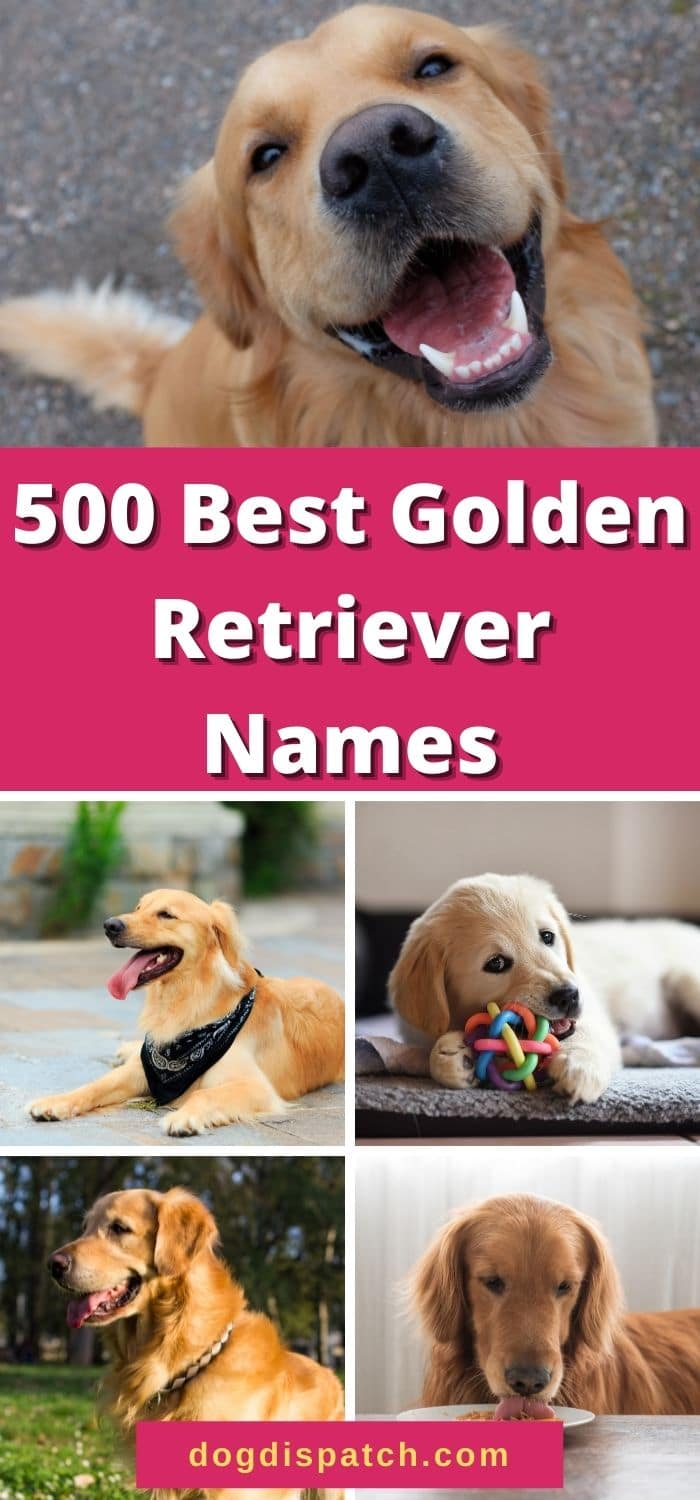 golden-retriever-names-500-best-names-updated-2022-dog-dispatch